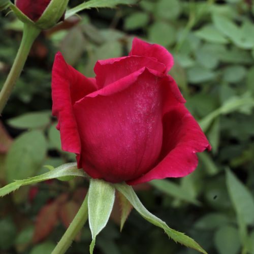Rozen bestellen en bezorgen - Rosa Volcano™ - rood - theehybriden - zacht geurende roos - Luciano Moro - De rode bloemen vormen een mooi contrast met het lichgroene loof.